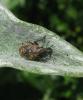Larinus turbinatus